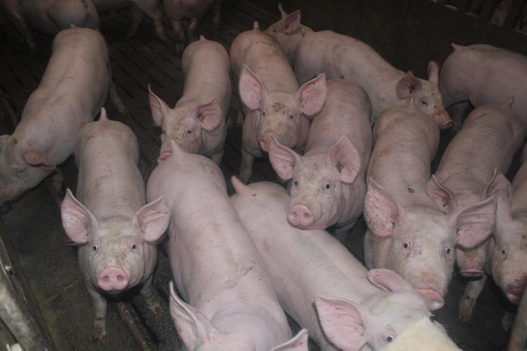 Les porcelets sont nourris deux fois par jour, à 6 et 17 heures.