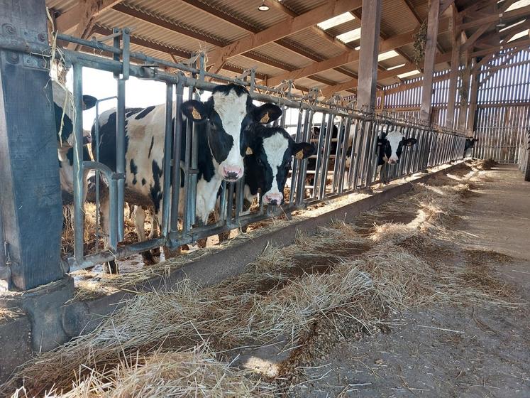 Flavien Engoulvent continue de sélectionner son troupeau de race Prim'Holstein, dont le niveau d'étable est de 10 000l , pour avoir de " bonnes vaches solides ". Il projette aussi de démarrer un petit atelier naisseur allaitant.