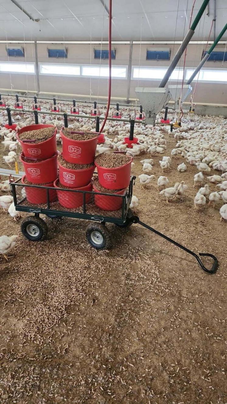 Nicolas Verdier répartit du granulé de paille au seau à partir de J15.