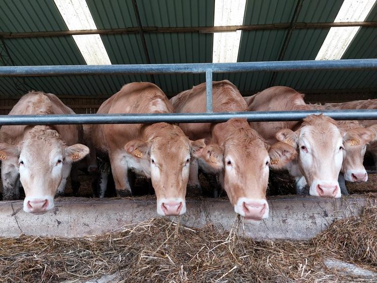 Pierre Renou conduit 70 vêlages par an en race Blonde d'Aquitaine.