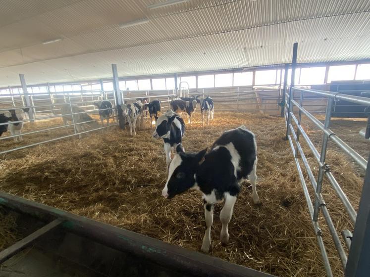 Un des deux ex-bâtiments de volailles sert aujourd'hui de logis aux 45 génisses laitières par an qu'il élève pour le GESS (Groupement des éleveurs spécialisés de la Sarthe).