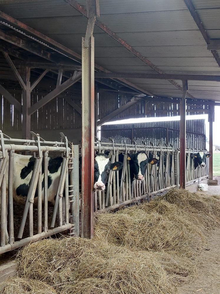 Le troupeau laitier est conduit en race Prim'holstein.