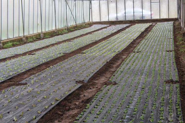 Petites salades deviendront grandes.