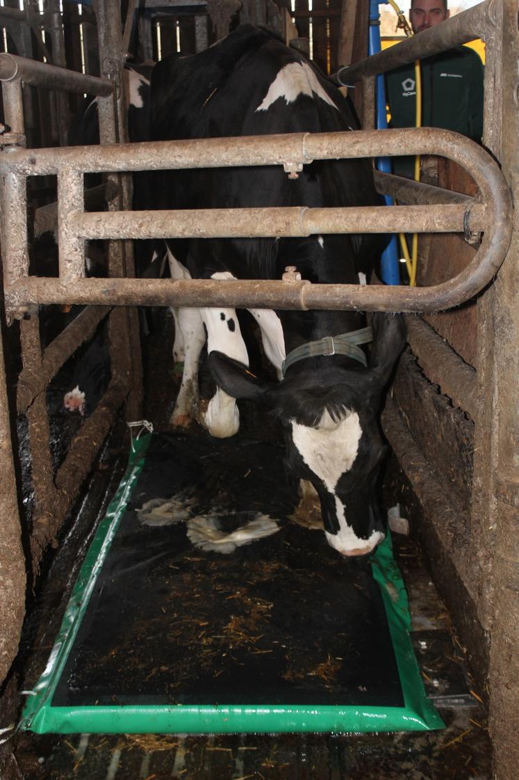 À chaque passage, la solution moussante apparaît sous les pieds des vaches.