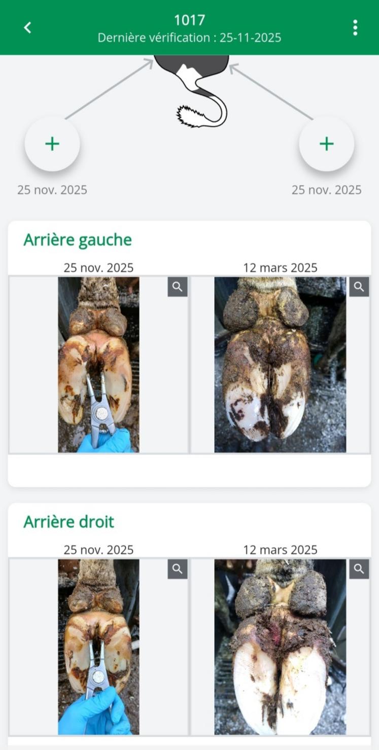 Après/avant d'un pied dans une exploitation dotée du tapis de soins.
