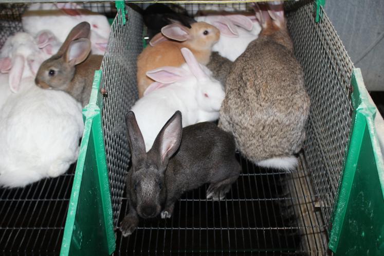 Des lapins de toutes les couleurs.