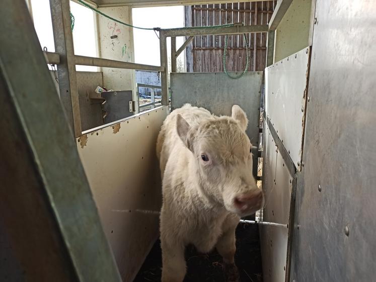 Au Gaec de la Cour, tous les veaux sont pesés avant la mise à l'herbe.