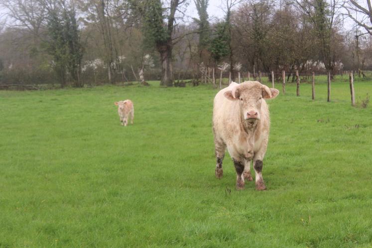 Selon Jérôme Cohin, "une vache doit voir des prairies".