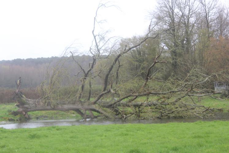 Lors d'une tempête fin 2025, un arbre a été déraciné dans une prairie, échouant dans une mare.