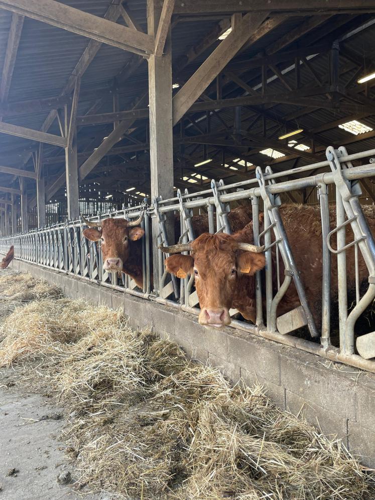 Delphine élève avec son mari Pascal un troupeau de vaches allaitantes de race Limousine.