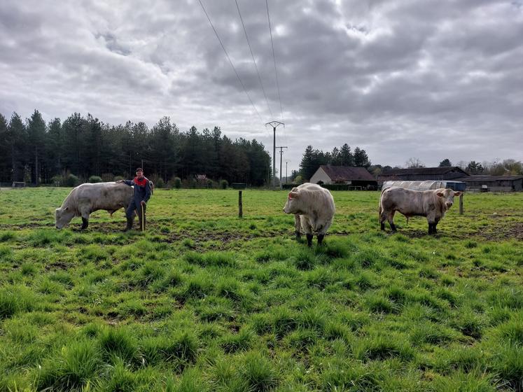 Vancouver, Vercors et Vainqueur, l'élite de la race charolaise pour un poids moyen de 850 kg de carcasse (estimation d'il y a dix jours).