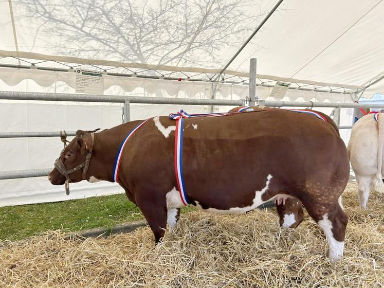 La génisse de Damien Mary, du Gaec des Prés Rouges à Contilly, a remporté le prix femelle naisseur.
