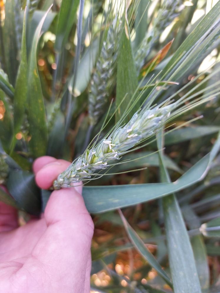 Le blé est en pleine épiaison cette fin avril à Téloché.