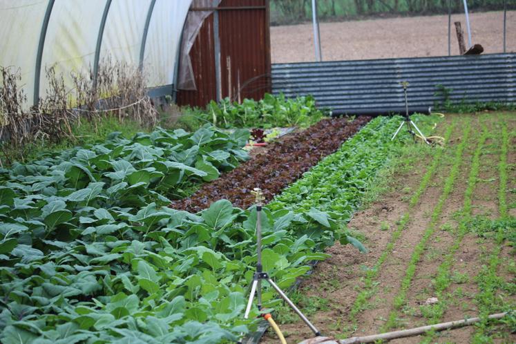 La surface totale de cultures est d'environ un hectare, avec 1 200 m2 de serres.