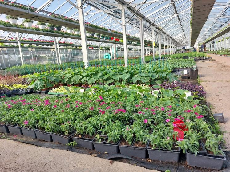 Nicolas Mouette horticulteur