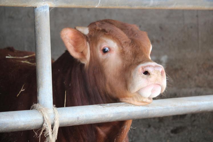 Un taurillon en engraissement.