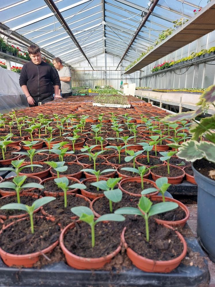 Avril est un temps fort pour les plants de légumes.