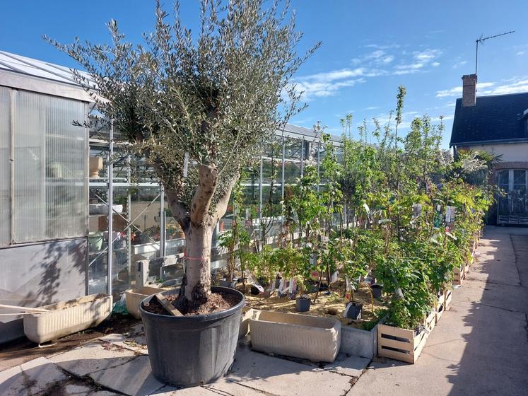 Mouette horticulture redéveloppe la partie pépinière, qui attire une clientèle différente.