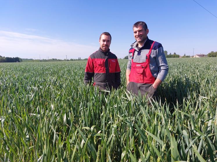 Benoît Boulard (à g.) et Théophile Fouqueray (à dr.) sont confiants sur le potentiel de leur blé.