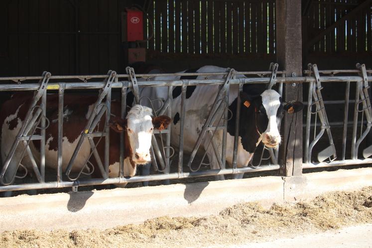 Le Gaec conduit un troupeau de Montbéliardes et quelques Prim'Holstein.