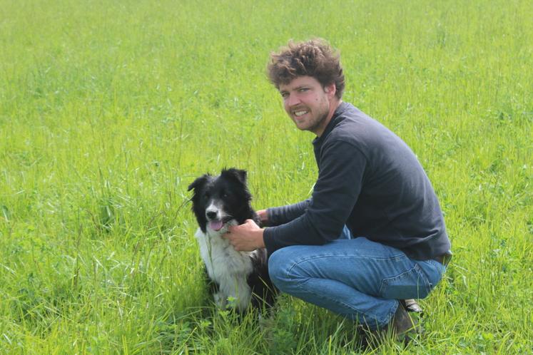 Wax, l'indispensable Border collie, pour la conduite du troupeau.