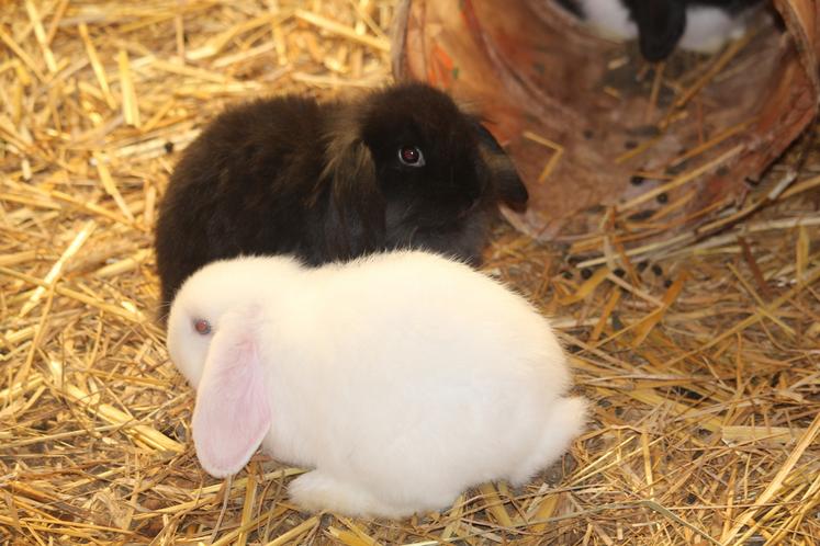 Des lapins nains.