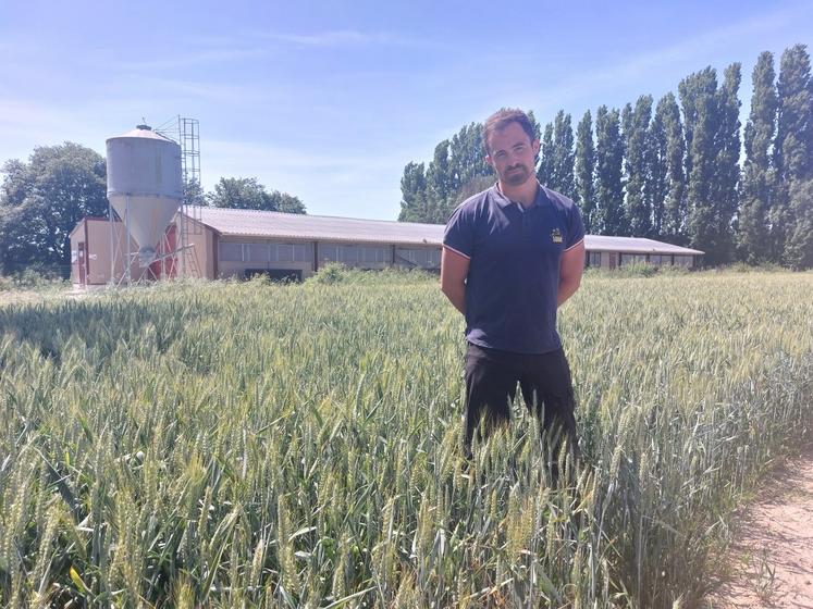 Nicolas Niepceron est confiant pour la récolte de céréales 2026, ici une parcelle de blé bordant le nouveau poulailler monté en 2023.