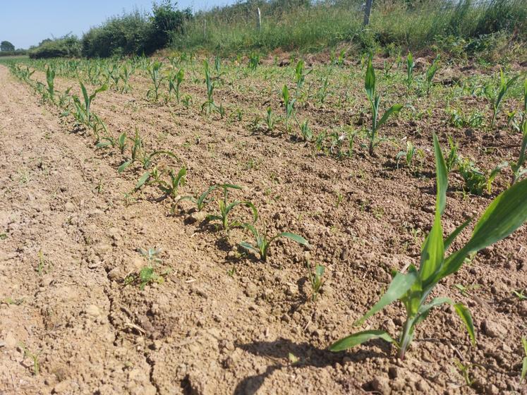 Environ 9 pieds sur 10 ont été piqués par la mouche.