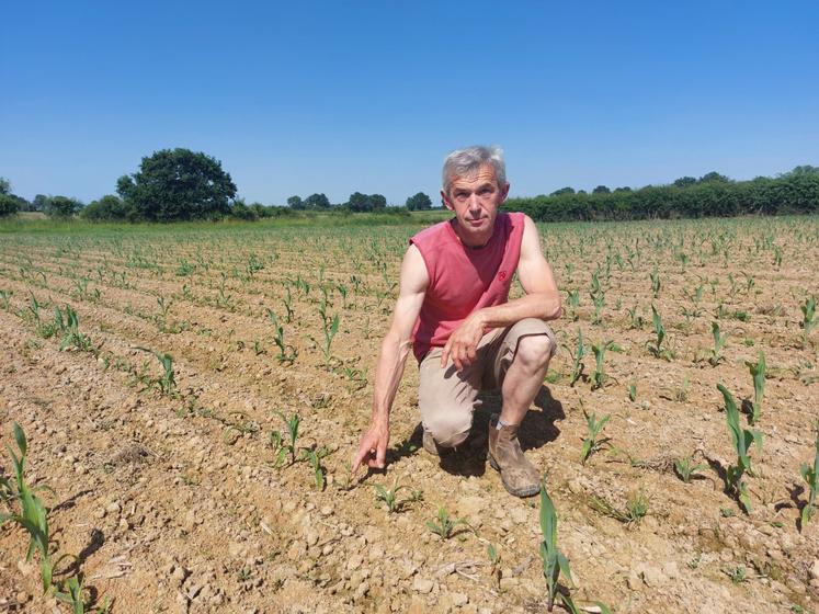 À Joué-en-Charnie, sur cette parcelle de 2,80 ha de maïs grain, Philippe Lecornué constate les dégâts. Le sol, encore frais malgré la canicule, permettra malgré tout de ressemer dans les prochains jours.