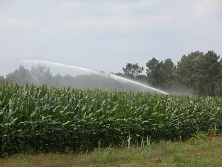 L'irrigation est indispensable pour les maïs dans le secteur.