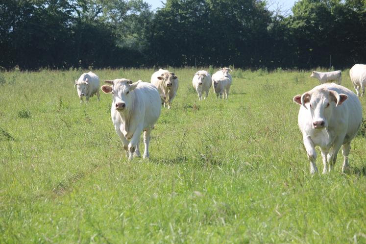 Même les vaches accourent pour la photo.