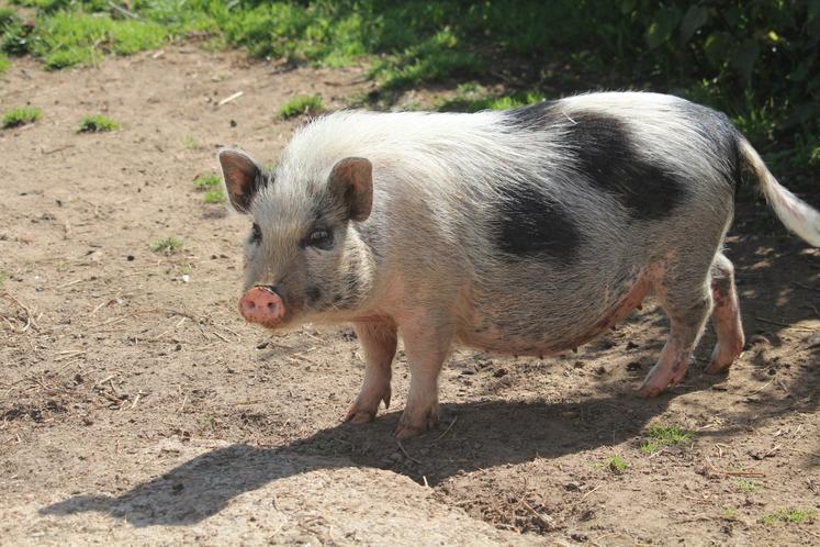 Un cochon nain.