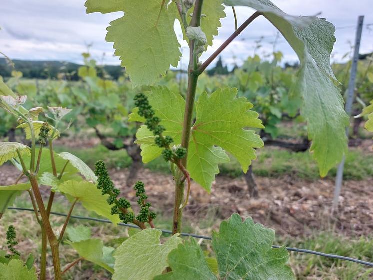 La vigne a trois semaines d'avance dans le vignoble sarthois.