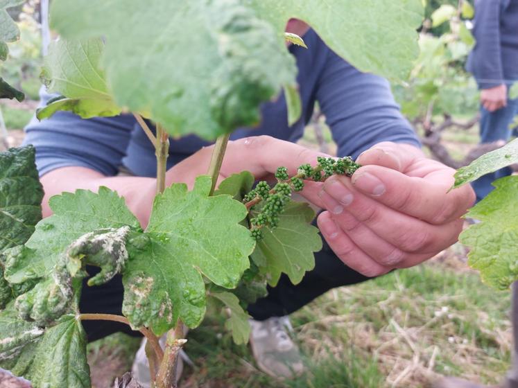 Une belle sortie de grappes est constatée ce printemps.