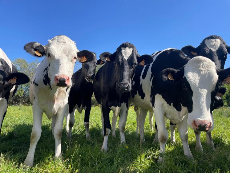 Nicolas gère une exploitation de 100 ha de SAU, 72 vaches laitières (lait pour Savencia) et  6 000 poules pondeuses (Fermiers de la Loué).
