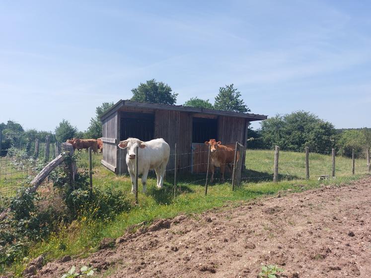 Nicolas Niepceron est attaché à l'atelier d'engraissement de bovins de la ferme. Les génisses passent une petite année au pâturage avant de commencer l'engraissement sous bâtiment.