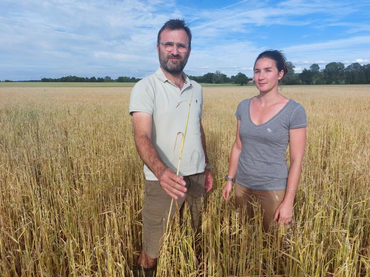 À gauche, Bertrand Leroux et et Chloé Guiraud dans leur parcelle d'orge détruite à 90 %. À droite Jean-Luc Bazoge dans une parcelle de maïs.