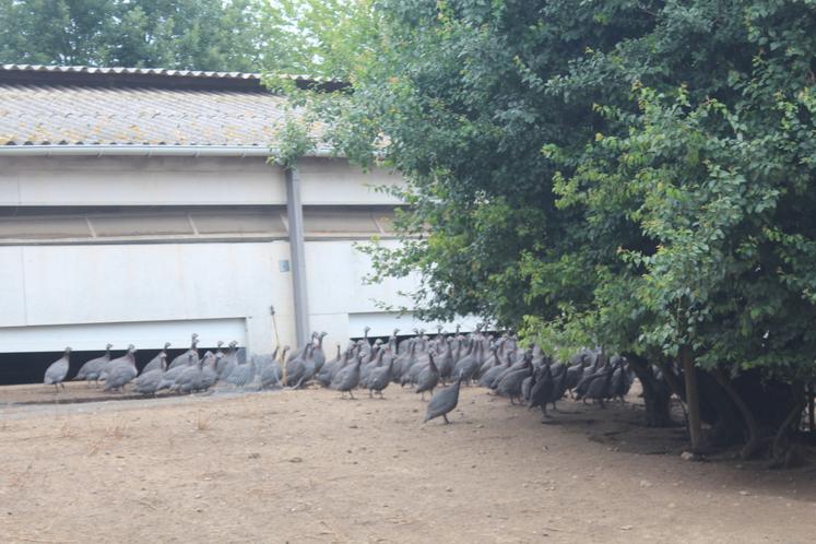 Ludovic Lebert, membre des JA du Grand-Lucé, élève des poulets et pintades de Loué.