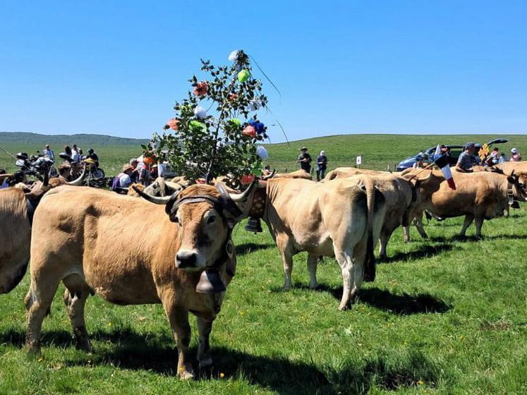 Les vaches Aubrac décorées pour la fête de la Transhumance.