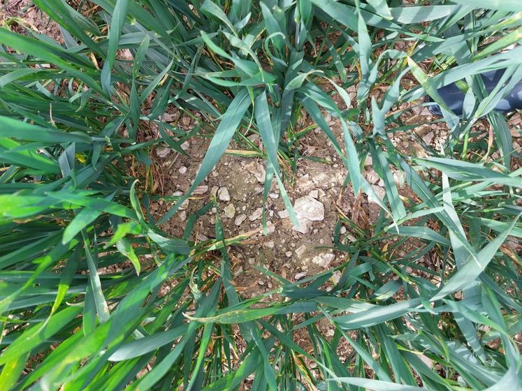 Le sol de cette parcelle de blé, très calcaire, a du mal à se structurer. L'idée est de ramener de la matière organique par des couverts.