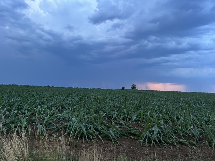 Une parcelle de maïs couchée par l'orage du 25 juin 2026 à Vallon-sur-Gée. À droite, le bâtiment de stockage de Brayan Landais, soufflé par la tornade.