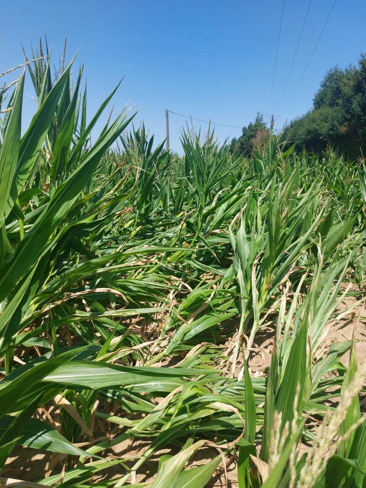 Certaines parcelles ont été couchées par l'orage du 15 juillet.