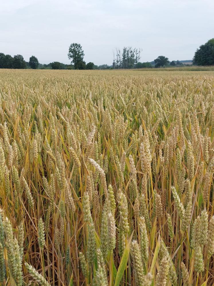Son exploitation est 100 % végétale : blé, maïs grain, colza, tournesol, lin textile et pommes de terre.