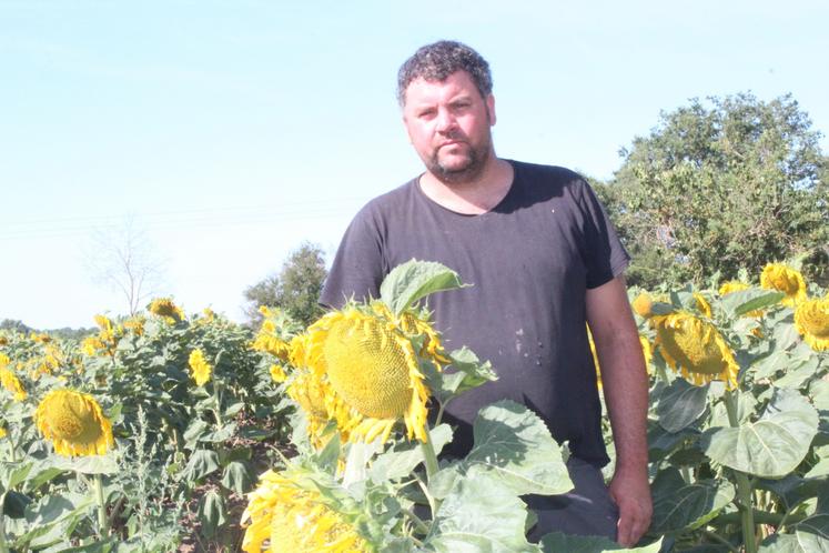 L'agriculteur cultive aussi 18 ha de tournesol sur une SAU de 80 ha.