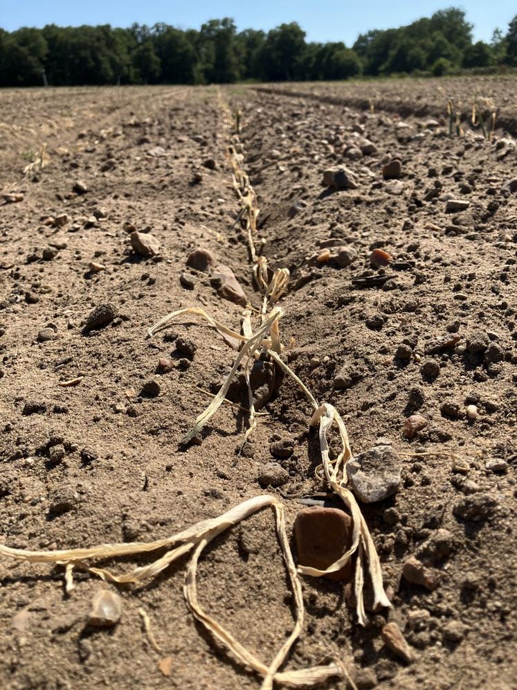 Ces poireaux plantés en semaine 26 sont commandés à l'avance auprès d'un fournisseur hollandais. 