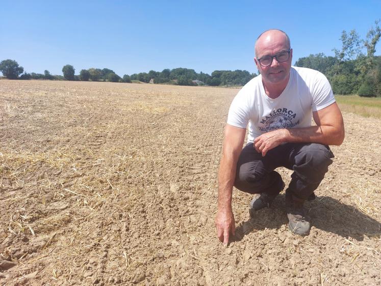 Franck Cormier dans sa parcelle de 5 ha de sorgho semé le 16 juillet après l'orage.