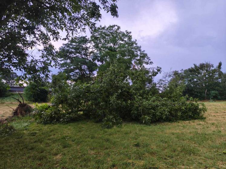 Un arbre déraciné sur la ferme de Gaëtane De Champs.