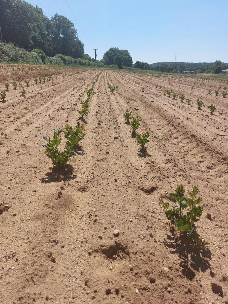 Le céleri rave de la SCEA Seuru, planté au 15 juin, a souffert.