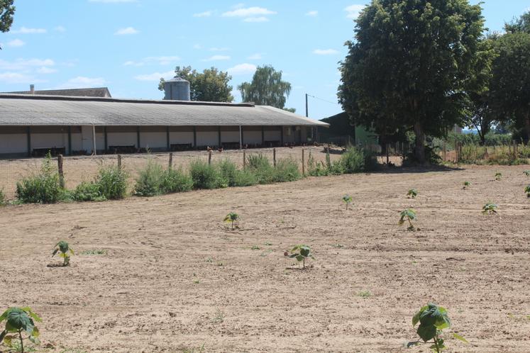 Dans un parc à volailles de 1,20 ha, Stéphane vient de planter 750 pieds de Paulownia, arbre résistant et léger, pouvant atteindre environ 10 à 12 m de haut pour 8 à 10 m de large.