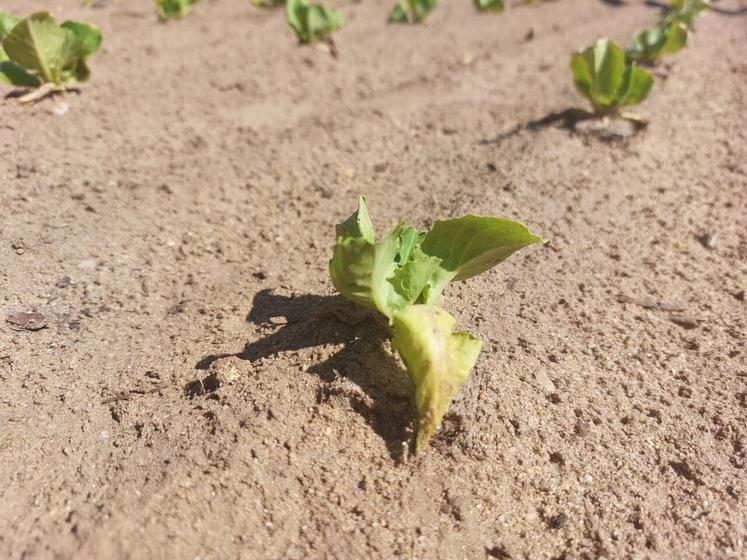 Les salades fanent et brûlent sous l'effet de la chaleur.